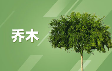 乔木